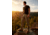 Huto Lifestyle Multi Climate Water Resistant Hunting Pants, Army Green, 40x33, MLTCLIM-PNT-ARMGRN-40