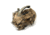 ICOtec GC Fur Cover, Brown, Small, ICO70450