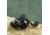 Kast King Speed Demon Elite Baitcasting Reel, Left, 7.4:1, KKRLCSTSDEDB74LGS
