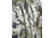 Kings Camo Hunter Ranger Soft Shell Jacket - Mens