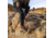 Danner Panorama Mid 6in Pinecone Brown/Bossa Nova - Mens, Pinecone Brown/Bossa Nova, 11, 63439-D-11