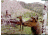 Leupold 8 Megapixel RCX-1 Trail Camera Sample Image