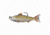 Live Target Cmn Shiner 4 SS,MSV,Slvr/Brnz,4/0,3/4oz CSS100MS205