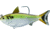 Live Target Gizzard Shad Swimbait