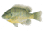 Live Target Livetarget Sunfish Bluegill Medium Sink Lipless Rattlebait, Sinking, Natural/Matte, 2 3/16in, 1/4oz, #6 #8 Hooks, BGV55SK100