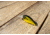 Lunkerhunt Impact Jolt 8F Deep Diving Crankbait, Shock Yellow, 2.25in &amp; 3/8 oz, IJOLT03