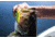 Lunkerhunt Impact Reactor Bait, Turbo, 2.5in &amp; 1/2 oz, IMRLLC01