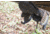 MAD Spin-N Strut Turkey Decoy, Brown, MD-735