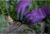 Mechanix Wear Ethel Garden Leopard Gloves - Womens, Purple, Small, ETH-LP39-510