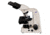Meiji Techno Halogen Binocular Brightfield,Phase Contrast Biological Microscope, BEIGE, LARGE MT4210H