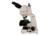 Meiji Techno LED Ergonomic Trinocular Brightfiled,Phase Contrast Biological Microscope,MT4310El, BEIGE, LARGE MT4310EL