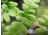 Moment T-Series Macro Lens, 10x, 130-107