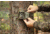 Moultrie Feeders Micro-42i Camera Kit, Mossy Oak Camo, MCG-14060
