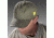 Nikon ProGear Sutton's Sandwich Cap