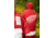 Poler NHL Napsack, Redwings, Small, 214CLU5502-Redwings-S