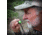 Primos Hunting Mewie Grande Cow Call, 950