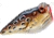 Rebel Lures Rebel PopN Frog Topwater Bait, 1 7/8in, 3/16 oz, Floating, Cricket Frog, P20512