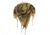 Red Rock Outdoor Gear Shemagh Head Wrap, Crossed Rifles Khaki/Black, 70-39