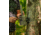 Reveal by Tactacam 3.0 Tree Mount, Black, R-A-TM-V3