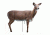 Rinehart Doe Decoy, Brown 47011