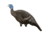 Rinehart Turkey Decoy Hen, Black 85123