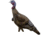 Rinehart Turkey Decoy Jake, Black 85124