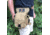 Roaring Fire Drop Leg Bag, Waist Pack, FDE, 5x11.8x6 inch, RF010 DT