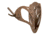 Skull Hooker Big Hooker, Brown BH-ASSYBRN