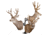 Skull Hooker Trophy Tree Shoulder Pedestal Mount, Black, SKH-STTSM-BLK