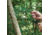 SnugPak Ndur Survival Chain Saw, 4.25 oz, 71030
