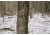 Spy Point Force 12 12MP Invisible LED HD Trail Camera w/Time-Lapse and Multi-shot, Camo Force-12