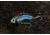 SteelShad Mini, 2 Pack, 1/4 Oz, Kentucky Shad, SSL-10115