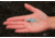 SteelShad Mini, 2 Pack, 1/4 Oz, Sexy Shad, SSL-10077