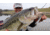 SteelShad Mini, 2 Pack, 1/4 Oz, Silver/Chrome, SSL-10075