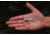 SteelShad Mini, 2 Pack, 1/4 Oz, White Shad, SSL-10078