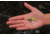 SteelShad Mini, 2 Pack, 1/4 Oz, Yellow Shad, SSL-10079