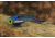 SteelShad XL Bait, 3/4 Oz, Kentucky Shad, SSL-10034