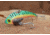 SteelShad XL Bait, 3/4 Oz, Perch / Firetiger, SSL-10015