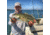 SteelShad XL Bait, 3/4 Oz, Perch / Firetiger, SSL-10015