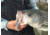 SteelShad XL Bait, 3/4 Oz, Silver/Chrome, SSL-10012