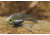 SteelShad XL Bait, 3/4 Oz, Silver/Chrome, SSL-10012
