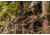 TenPoint Crossbow Technologies Stealth NXT Crossbow Package w/Rangemaster Pro Scope, ACUdraw PRO, True Timber Viper, Medium, CB18019-3813, EDEMO1