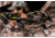 TenPoint Crossbow Technologies Stealth NXT Crossbow Package w/Rangemaster Pro Scope, ACUdraw PRO, True Timber Viper, Medium, CB18019-3813, EDEMO1