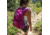 TETON Sports Oasis 18L Hydration Pack with 2L Bladder, Plum, 2101SCPL