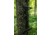 Timber Ninja C2 Carbon Climbing Sticks 1103157