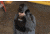 TRYBE Tactical Covert Plate Carrier, Black, CPC-BL