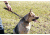 United States Tactical Dog Collar w/ Quick-Release Buckle, Coyote, Medium UST-K9C00102QM