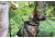 United States Tactical Collar, Quick-Release Buckle, Olive Drab, Large, UST-K9C00103QL