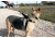 United States Tactical Dog Harness, Black, Medium UST-K9H00101M
