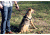 United States Tactical K9 Harness, Black, Medium, UST-K9H00101M
